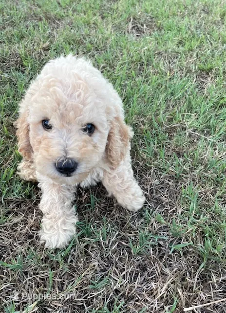 Beau – Poodle - Miniature  puppy for sale in Baconton, GA