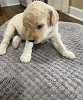 Beau, a male Poodle - Miniature  for sale in Baconton, GA – 2 of 3