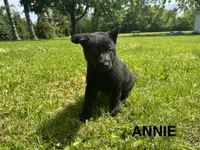 Annie, a female German Shepherd Dog for sale in Alden, NY – 3 of 8