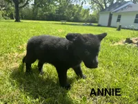 Annie, a female German Shepherd Dog for sale in Alden, NY – 4 of 8