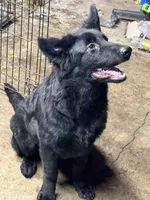 Gia, a female German Shepherd Dog for sale in Alden, NY – 6 of 8
