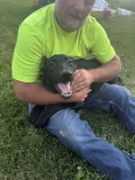 Annie, a female German Shepherd Dog for sale in Alden, NY – 7 of 8