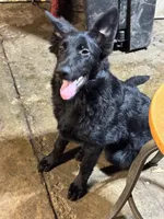 Bella, a female German Shepherd Dog for sale in Alden, NY – 5 of 7