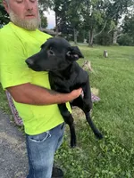 Daisy, a female German Shepherd Dog for sale in Alden, NY – 4 of 6