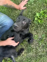 Annie, a female German Shepherd Dog for sale in Alden, NY – 8 of 8