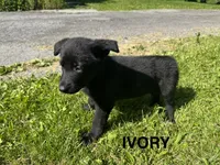 Ivory, a female German Shepherd Dog for sale in Alden, NY – 4 of 8