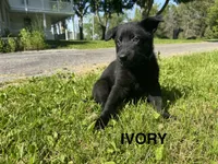 Ivory, a female German Shepherd Dog for sale in Alden, NY – 3 of 8
