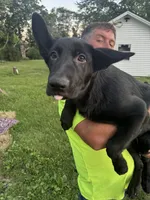 Ivory, a female German Shepherd Dog for sale in Alden, NY – 8 of 8