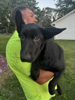 Ivory, a female German Shepherd Dog for sale in Alden, NY – 7 of 8