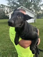 Ivory, a female German Shepherd Dog for sale in Alden, NY – 5 of 8
