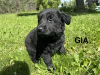 Gia, a female German Shepherd Dog for sale in Alden, NY – 4 of 8