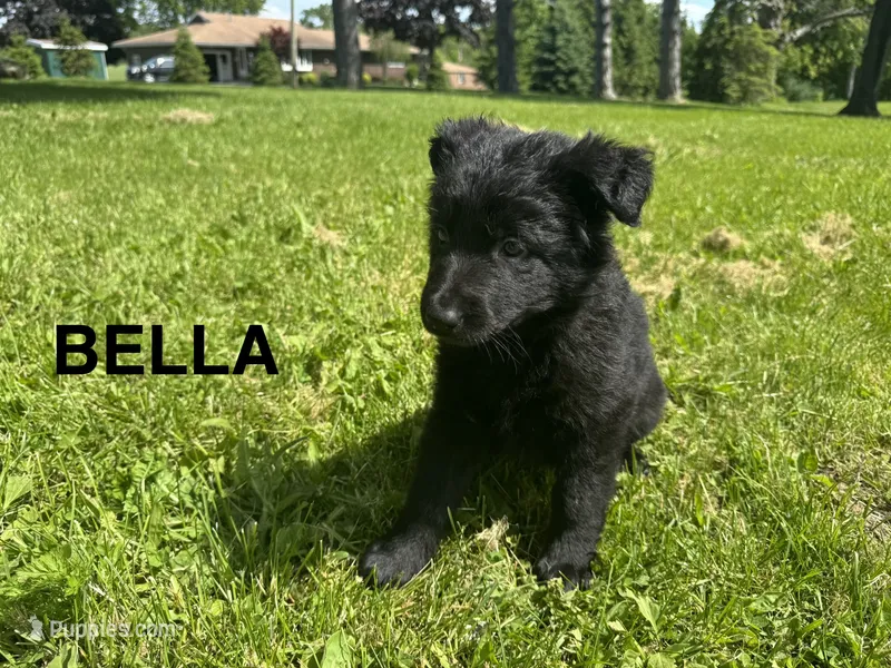 Bella – German Shepherd Dog puppy for sale in Alden, NY