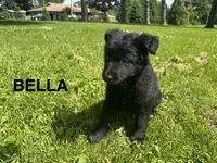 Bella, a female German Shepherd Dog for sale in Alden, NY – 1 of 7