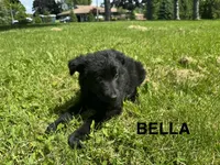 Bella, a female German Shepherd Dog for sale in Alden, NY – 3 of 7