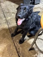 Bella, a female German Shepherd Dog for sale in Alden, NY – 7 of 7