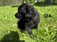 Gia, a female German Shepherd Dog for sale in Alden, NY – 3 of 8