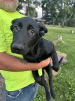 Daisy, a female German Shepherd Dog for sale in Alden, NY – 6 of 6