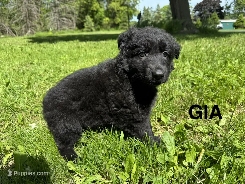 Gia – German Shepherd Dog puppy for sale in Alden, NY