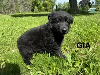 Gia, a female German Shepherd Dog for sale in Alden, NY – 1 of 8