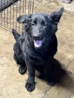 Gia, a female German Shepherd Dog for sale in Alden, NY – 7 of 8