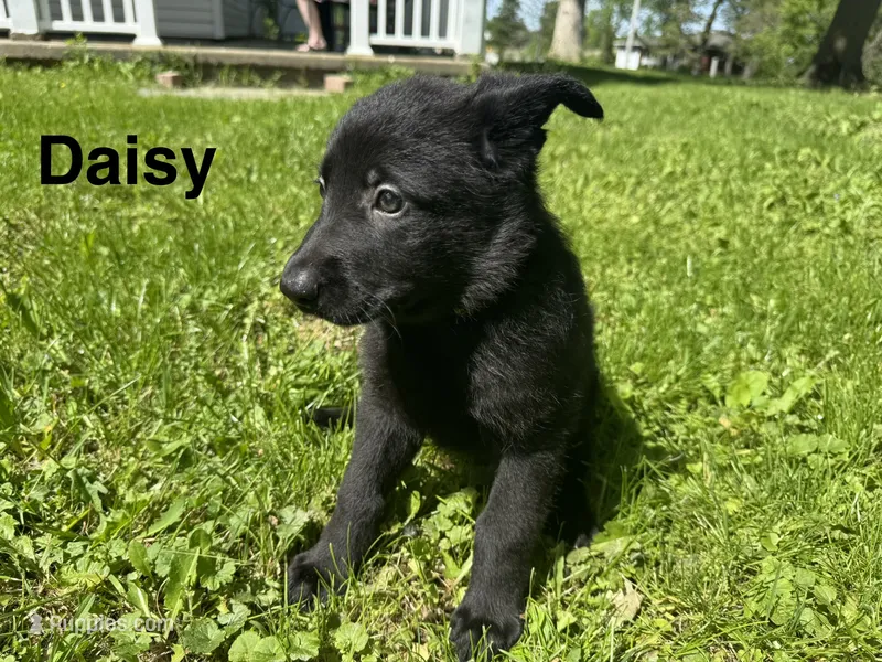 Daisy – German Shepherd Dog puppy for sale in Alden, NY