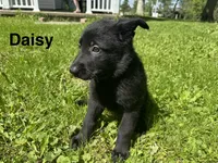 Daisy, a female German Shepherd Dog for sale in Alden, NY – 1 of 6