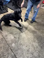Gia, a female German Shepherd Dog for sale in Alden, NY – 8 of 8