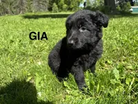 Gia, a female German Shepherd Dog for sale in Alden, NY – 2 of 8