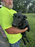 Daisy, a female German Shepherd Dog for sale in Alden, NY – 5 of 6
