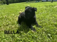 Bella, a female German Shepherd Dog for sale in Alden, NY – 2 of 7