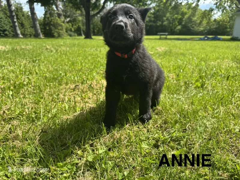 Annie – German Shepherd Dog puppy for sale in Alden, NY