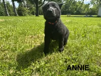 Annie, a female German Shepherd Dog for sale in Alden, NY – 1 of 8