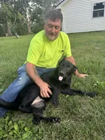 Annie, a female German Shepherd Dog for sale in Alden, NY – 6 of 8