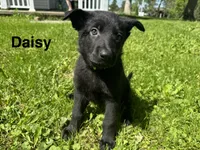 Daisy, a female German Shepherd Dog for sale in Alden, NY – 2 of 6