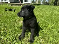 Daisy, a female German Shepherd Dog for sale in Alden, NY – 3 of 6