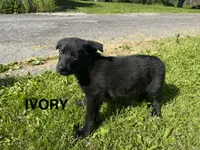 Ivory, a female German Shepherd Dog for sale in Alden, NY – 2 of 8