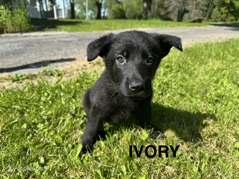Ivory – German Shepherd Dog puppy for sale in Alden, NY