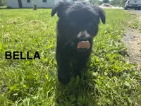 Bella, a female German Shepherd Dog for sale in Alden, NY – 4 of 7