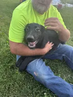 Annie, a female German Shepherd Dog for sale in Alden, NY – 5 of 8