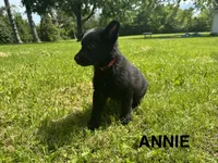 Annie, a female German Shepherd Dog for sale in Alden, NY – 2 of 8