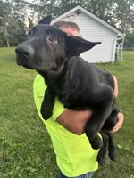 Ivory, a female German Shepherd Dog for sale in Alden, NY – 6 of 8