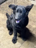 Gia, a female German Shepherd Dog for sale in Alden, NY – 5 of 8