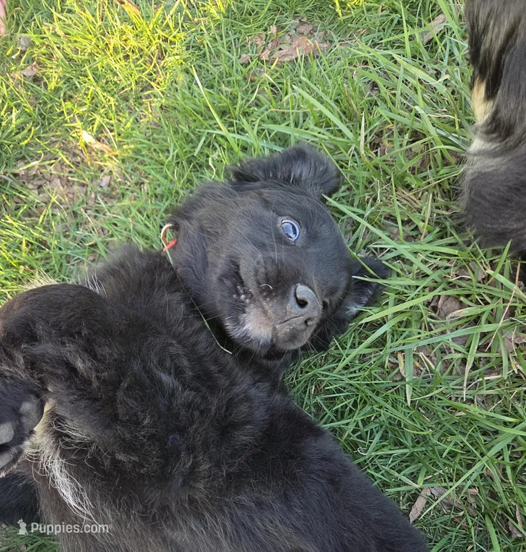 Mounds – Australian Shepherd, Golden Retriever puppy for sale in Curryville, MO