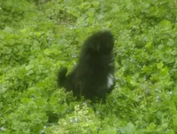 Iggy, a male Pomeranian for sale in Garrett, IN – 1 of 1