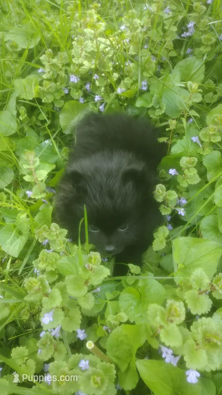 Midnight , a male Pomeranian for sale in Garrett, IN – 1 of 1