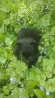 Midnight , a male Pomeranian for sale in Garrett, IN – 1 of 1