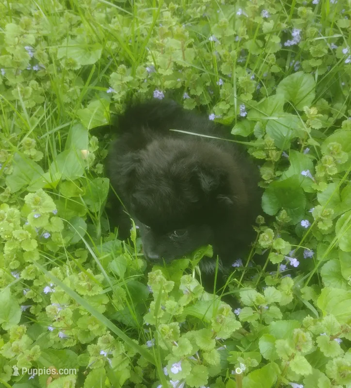 Ivy – Pomeranian puppy for sale in Garrett, IN