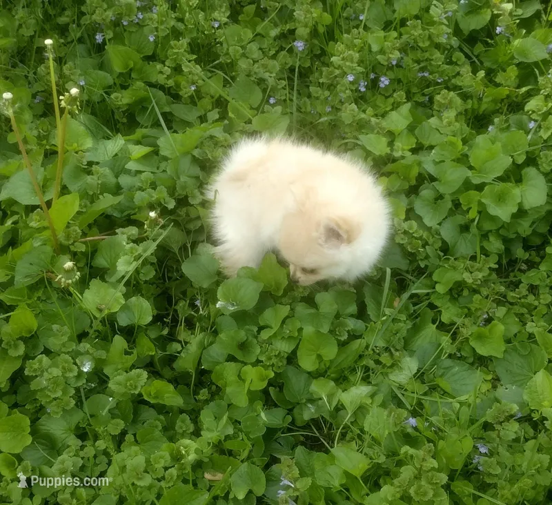 Marshmallow  – Pomeranian puppy for sale in Garrett, IN