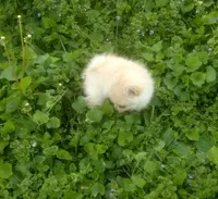 Marshmallow , a male Pomeranian for sale in Garrett, IN – 1 of 1