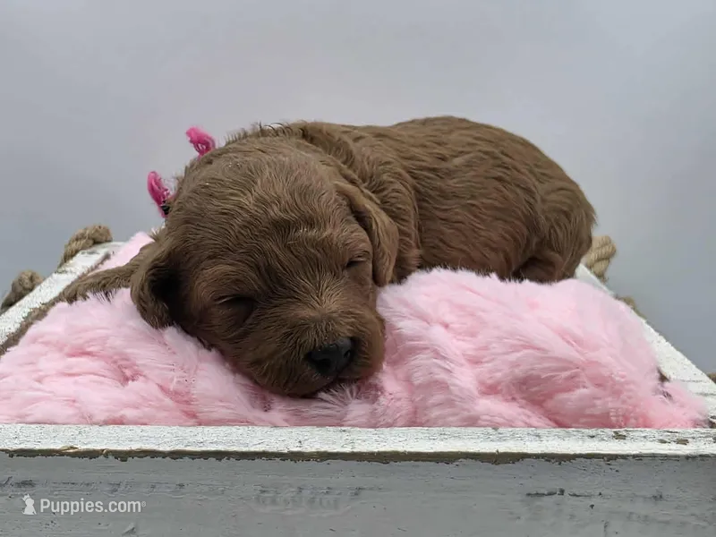 AKC Genevive – Poodle - Miniature  puppy for sale in Danville, PA